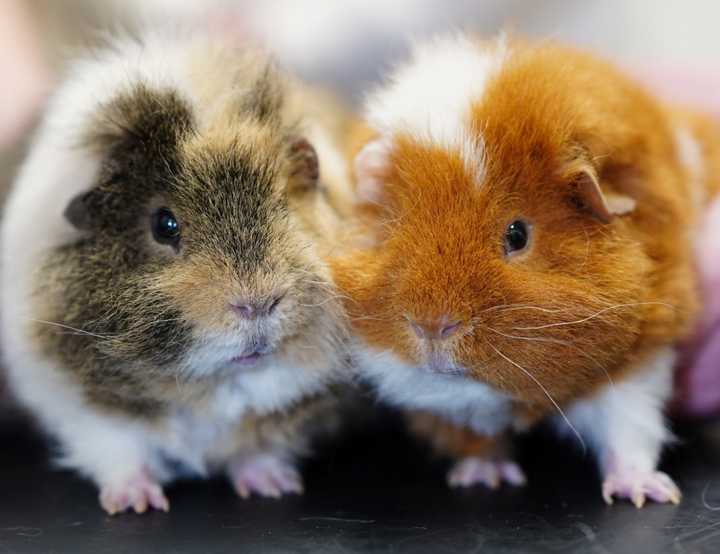 Two guinea pigs