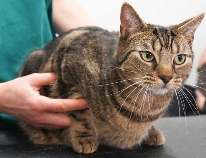 Tabby cat with a vet nurse