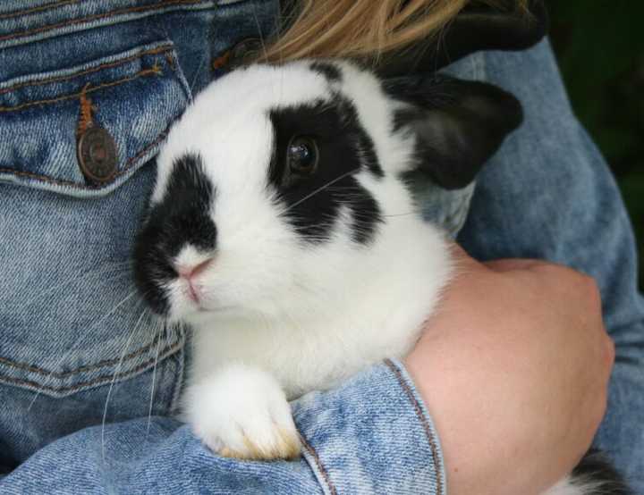 Black and white rabbit being held by someone in dungarees
