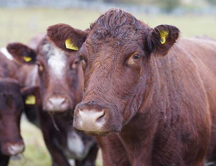 Brown beef cows in a field