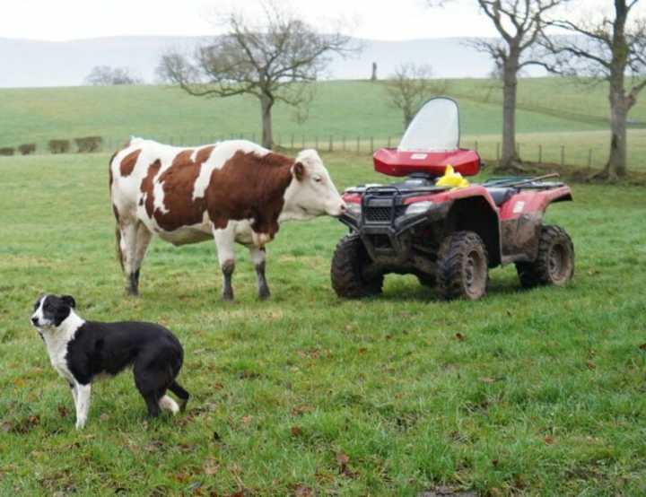 A border collie dog a cow and a red quad bike