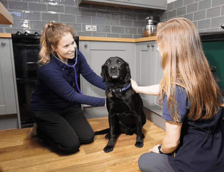 Two vets with a black labrador on a kitchen floor - one vet has a stethoscope in their ears
