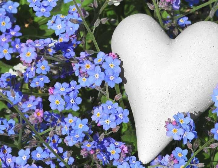 Forget me not blue flowers and a stone shaped heart