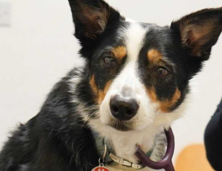 Tri-colour collie dog