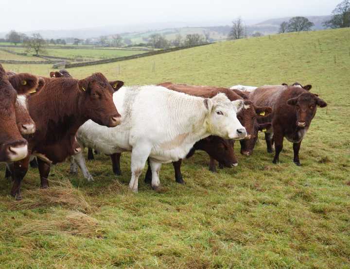 Brown cows and a white cow in a grass field