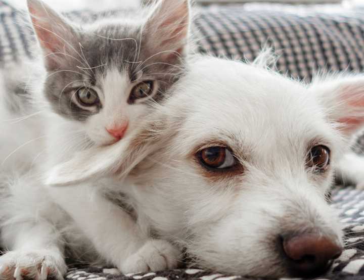 Kitten with their head resting on a small white dog