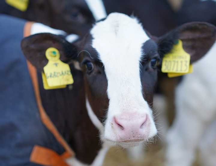 Black and white dairy cow with a yellow tag on each ear