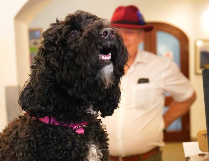 Black dog on veterinary reception desk