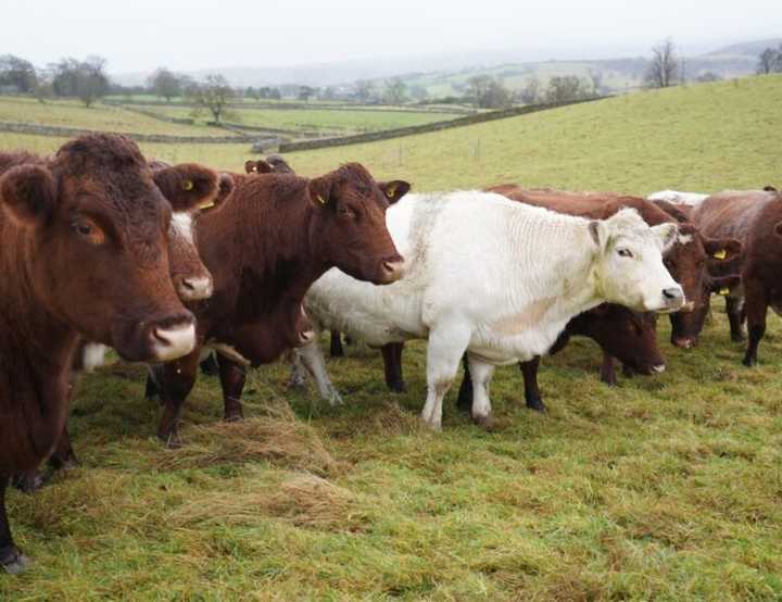 Brown cows and a white cow in a grass field