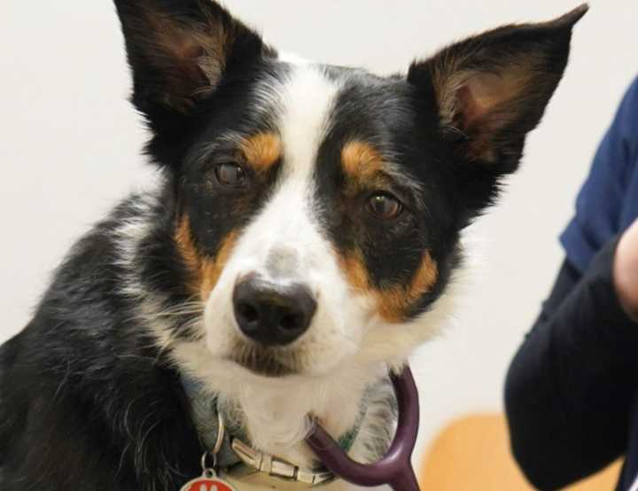 Tri-colour collie dog