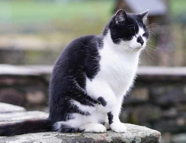 Black and white cat on a wall on a farm
