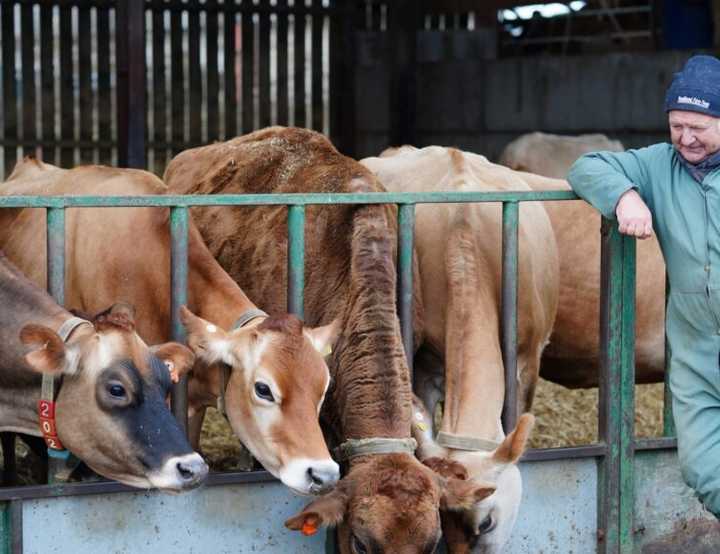A dairy farmer with cows by a feeding trough