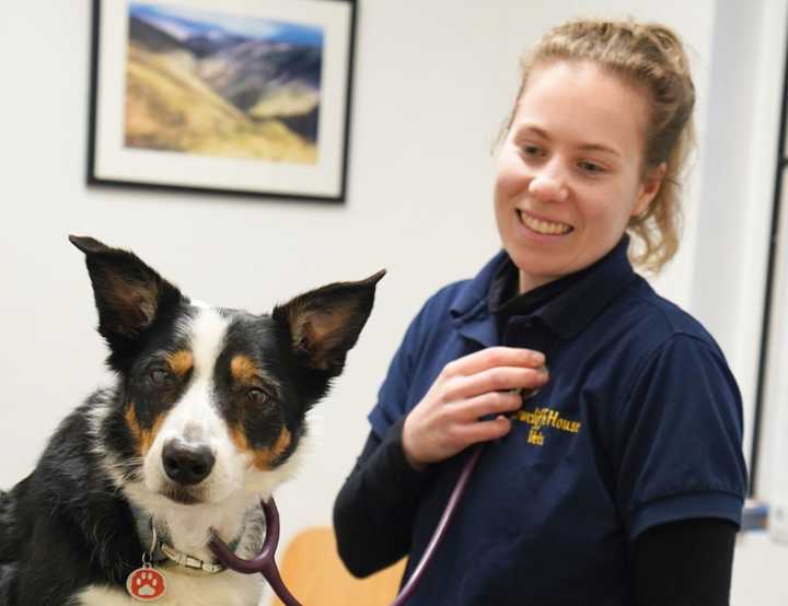 Vet Tamsin Cutmore with a tri-colour collie dog in a veterinary consultation room