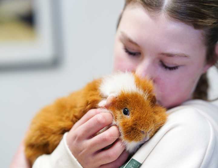Girl with a guinea pig