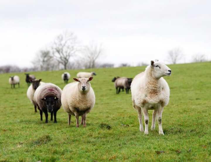 sheep in a grass field