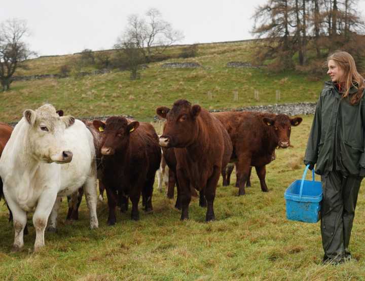 Female vet in a field of beef cows