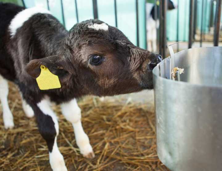 Black and white dairy calf next to a silver feeding bucket