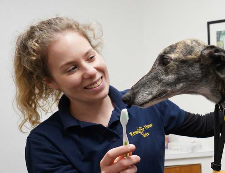 Vet with a toothbrush and a dog