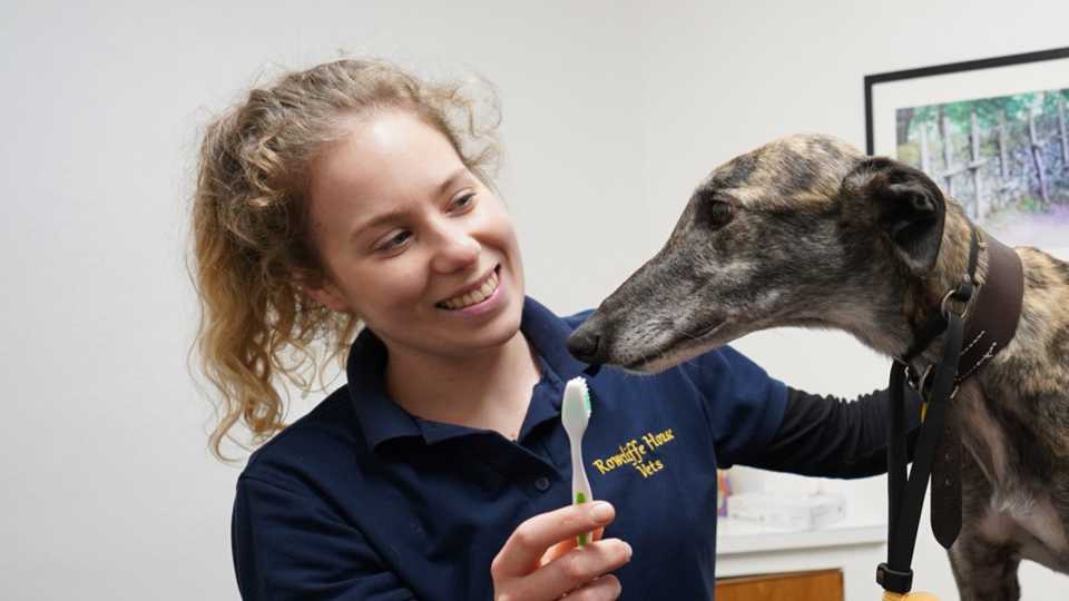 Rowcliffe Proactive Pet Healthcare | Rowcliffe Veterinary Practice