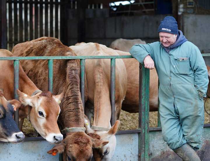A dairy farmer with cows by a feeding trough